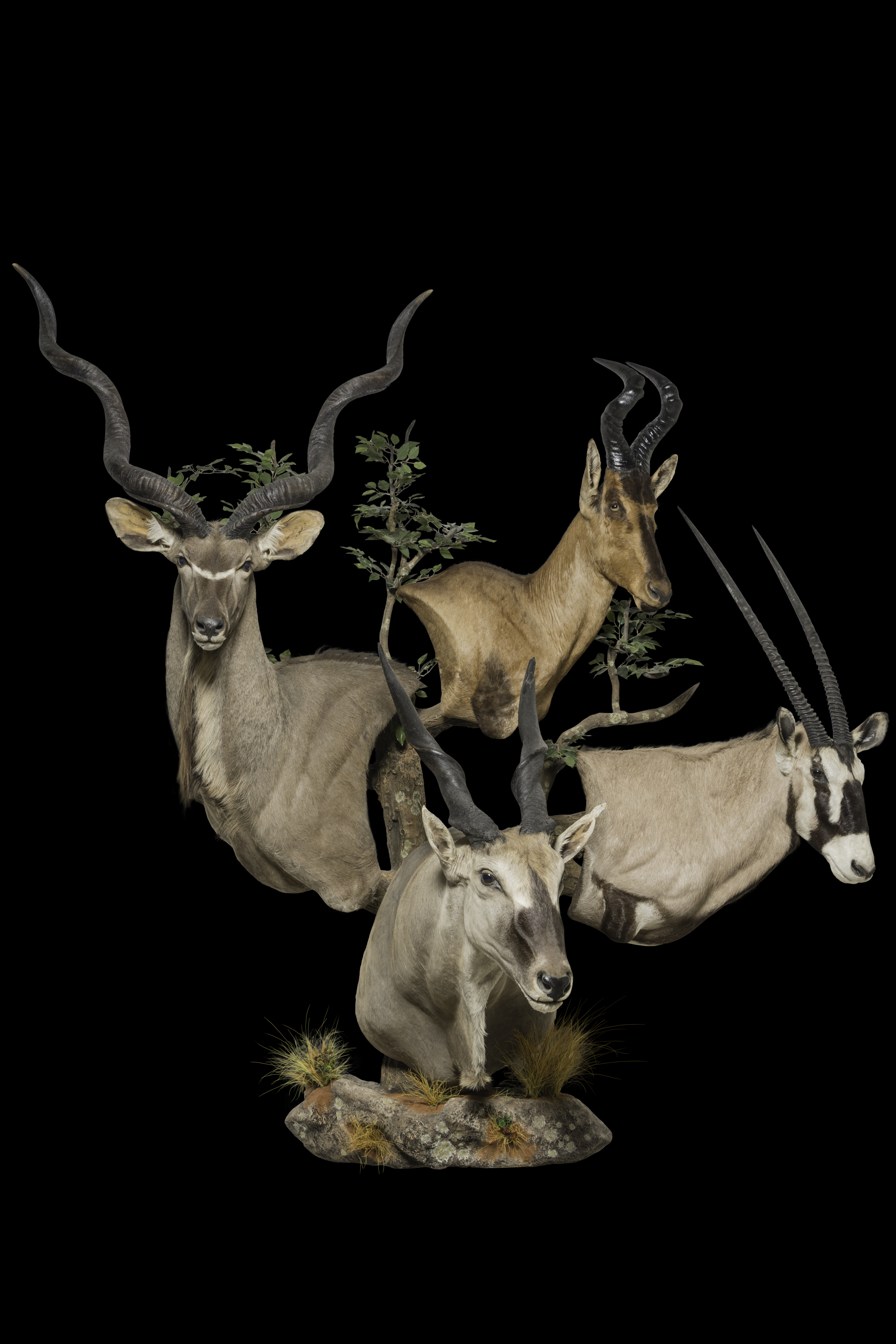 kudu-red-hartebeest-gemsbuck-eland-pedestalmount-custom-ff-418-jpg.464864