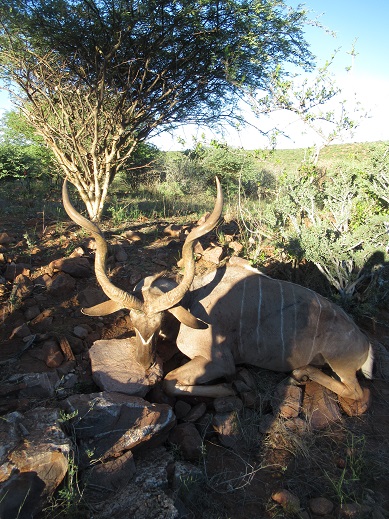 kudu - s.jpg