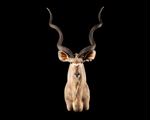 Kudu Shoulder Mount 2.jpg