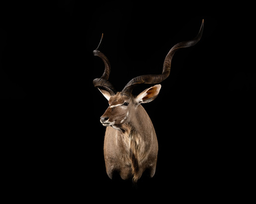 Kudu Shoulder Mount.jpg