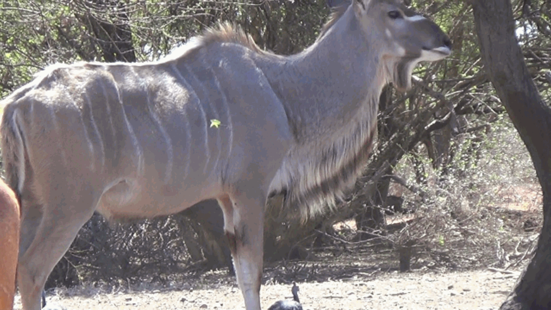 kudu still frame.gif