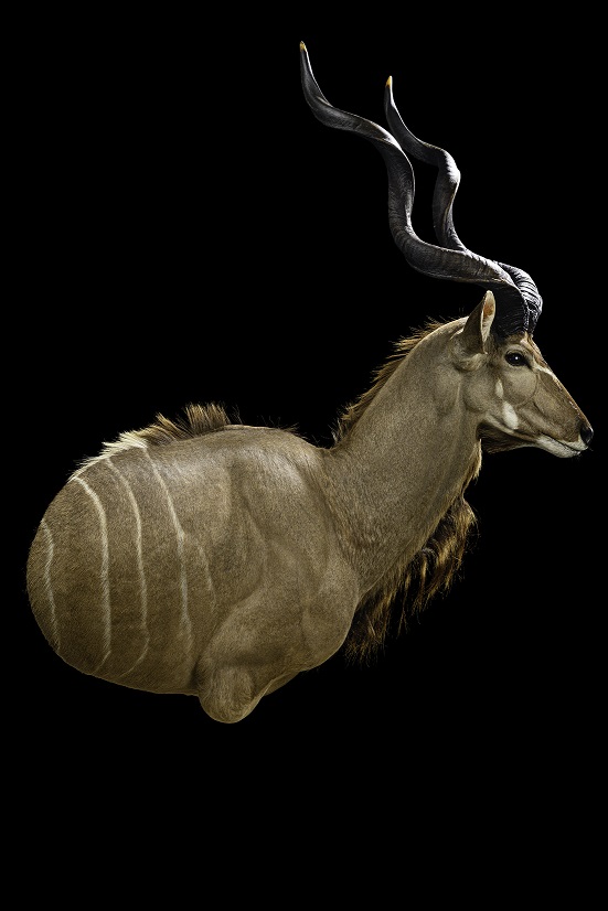 Kudu Wallpedestal, 45 Left Turn - JJ33.jpg