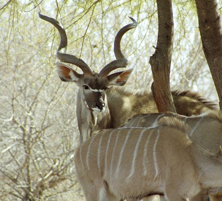 kudu waterhole.jpg