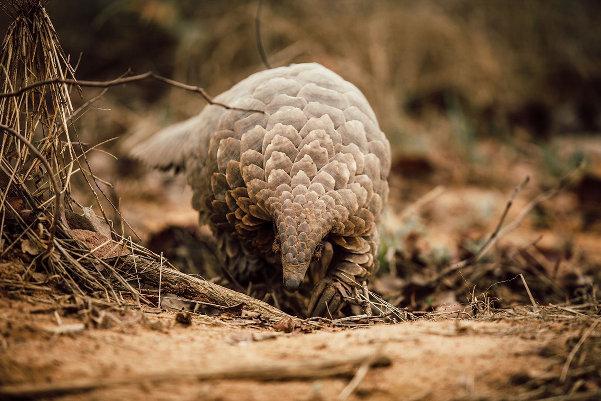 Kwalata; Conservation; Pangoling; Limpopo.jpeg