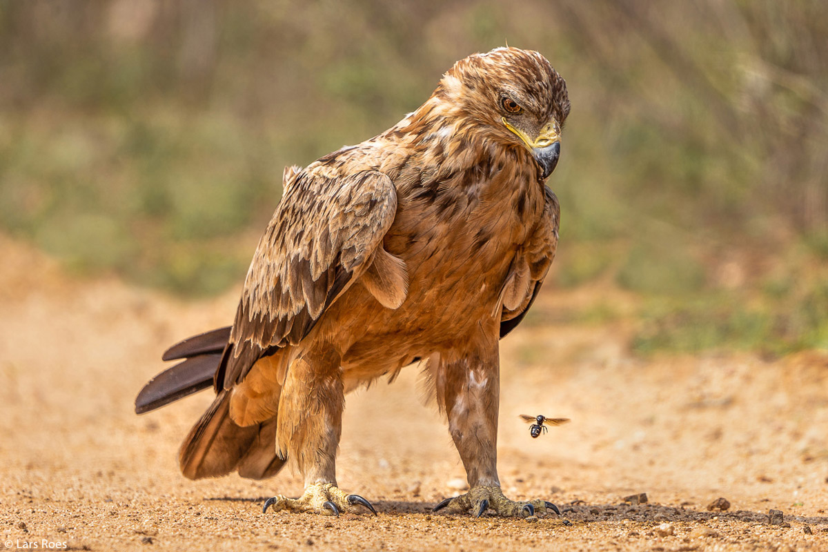 Lars-Roes-Tawny-Eagle-looking-at-lunch-KNP-SA-2.jpg