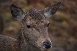 Leica-Hunting-Blog_Niall-Rowantree_Red-fawn-in-the-rain-klein.jpg
