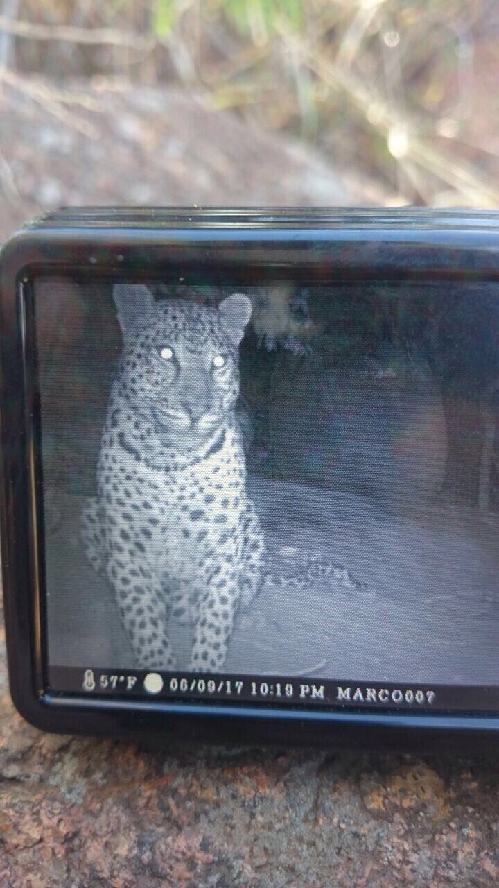 leopard 2.JPG