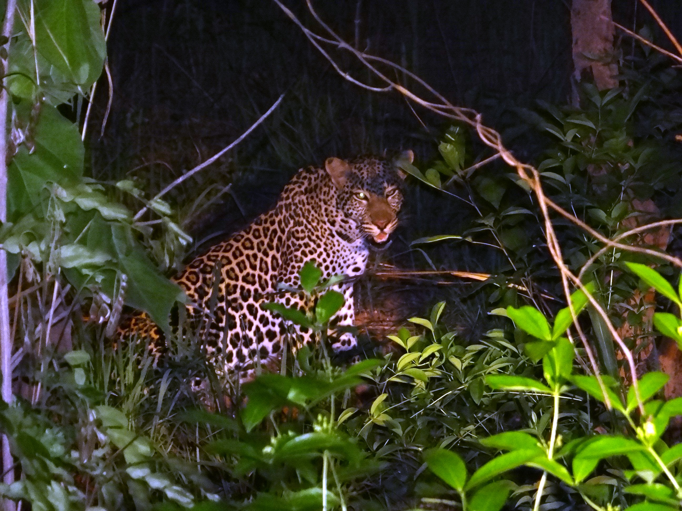 leopard (4).JPG