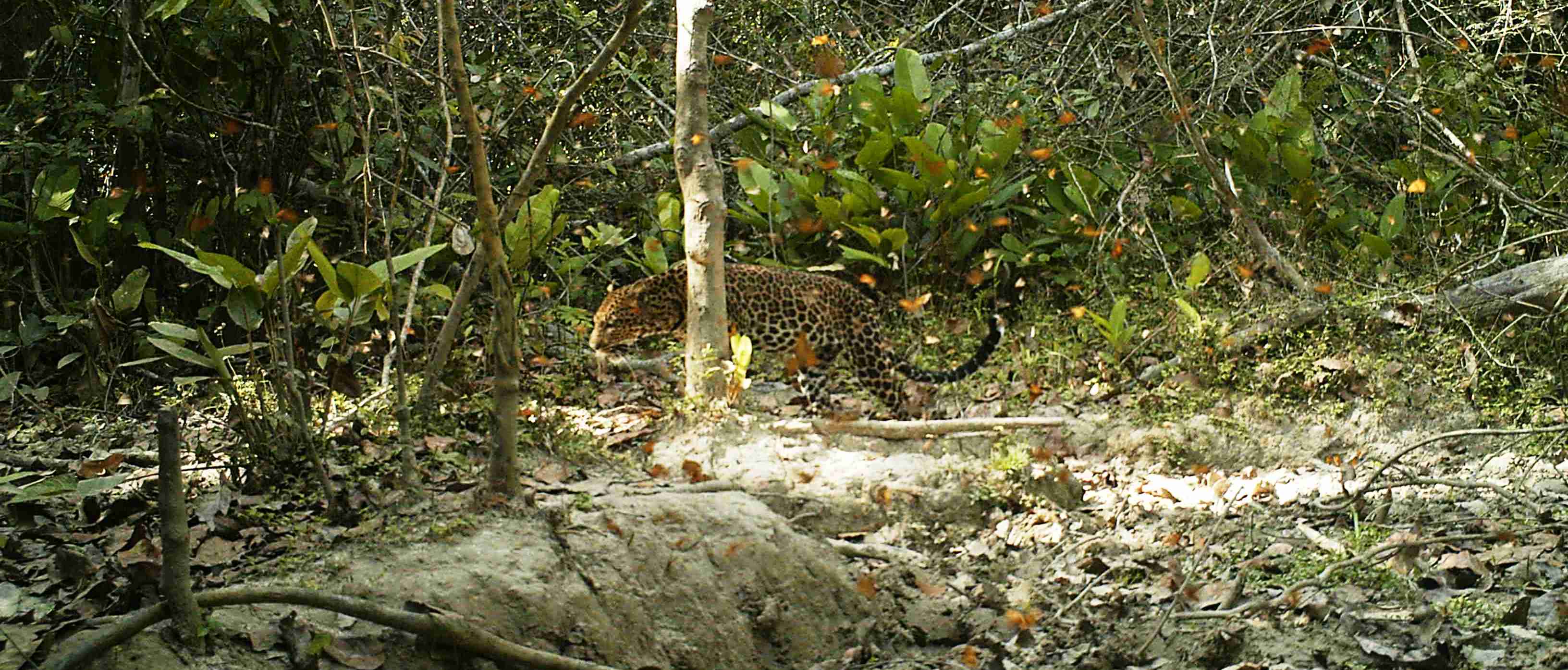 leopard (8).JPG