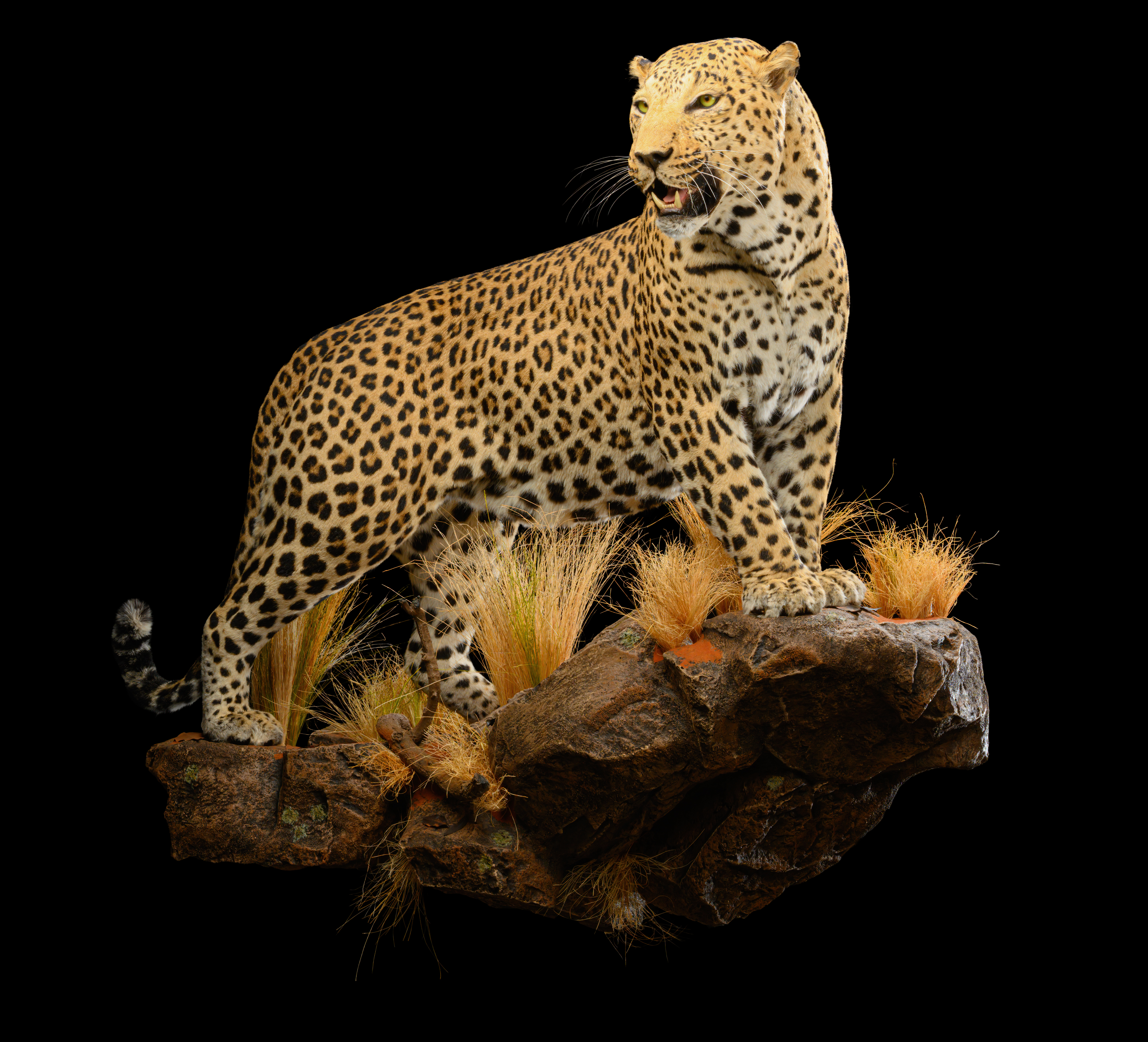 Leopard Fullmount - II0042.jpg