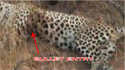 leopard-hunting.jpg