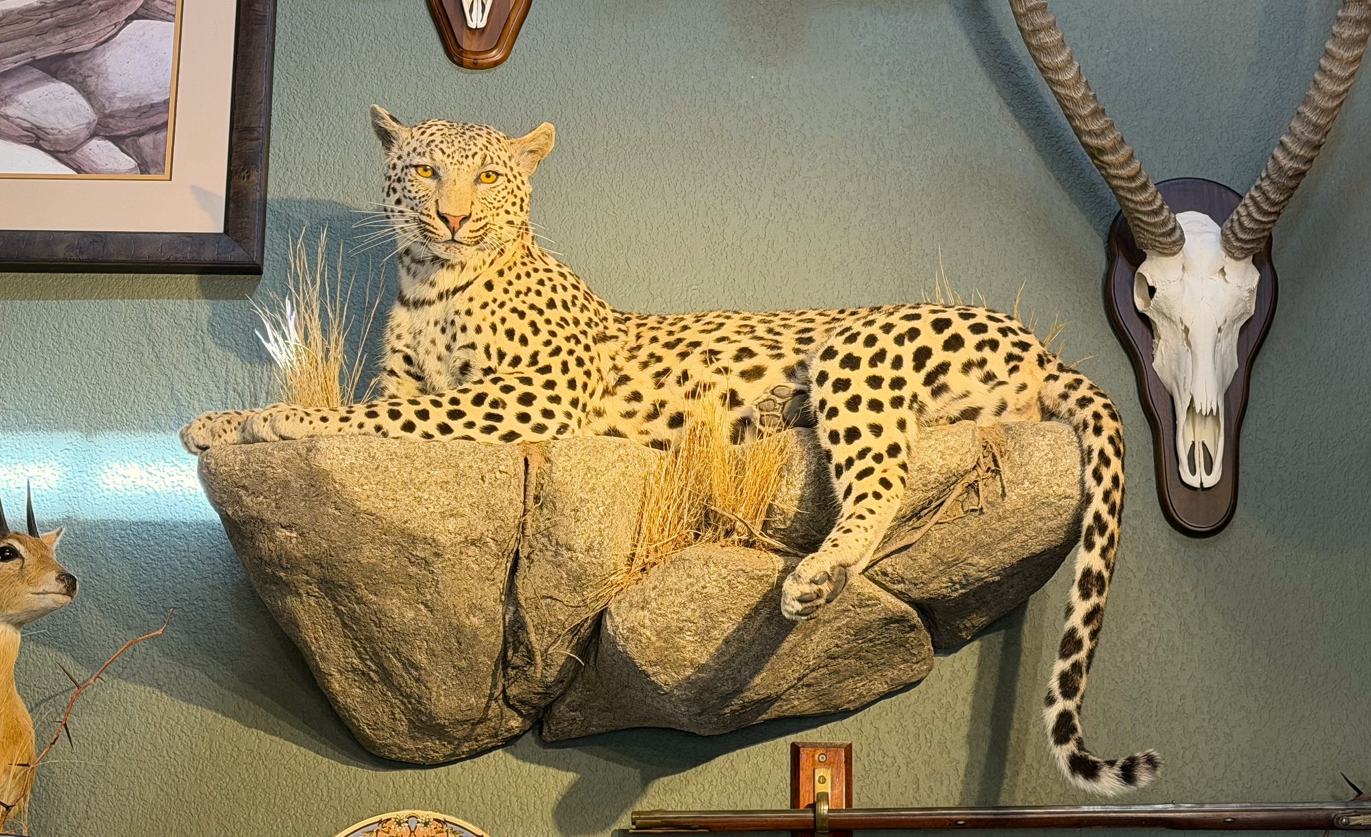 leopard.jpeg
