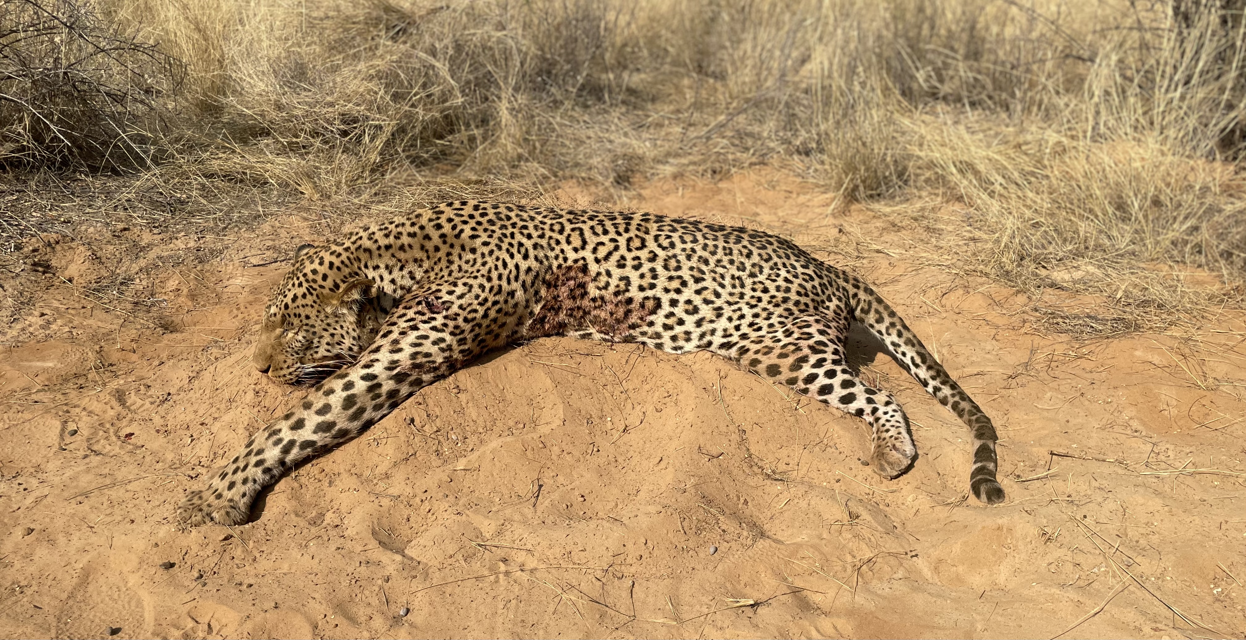 Leopard on ground 9.23 Botswana.jpg