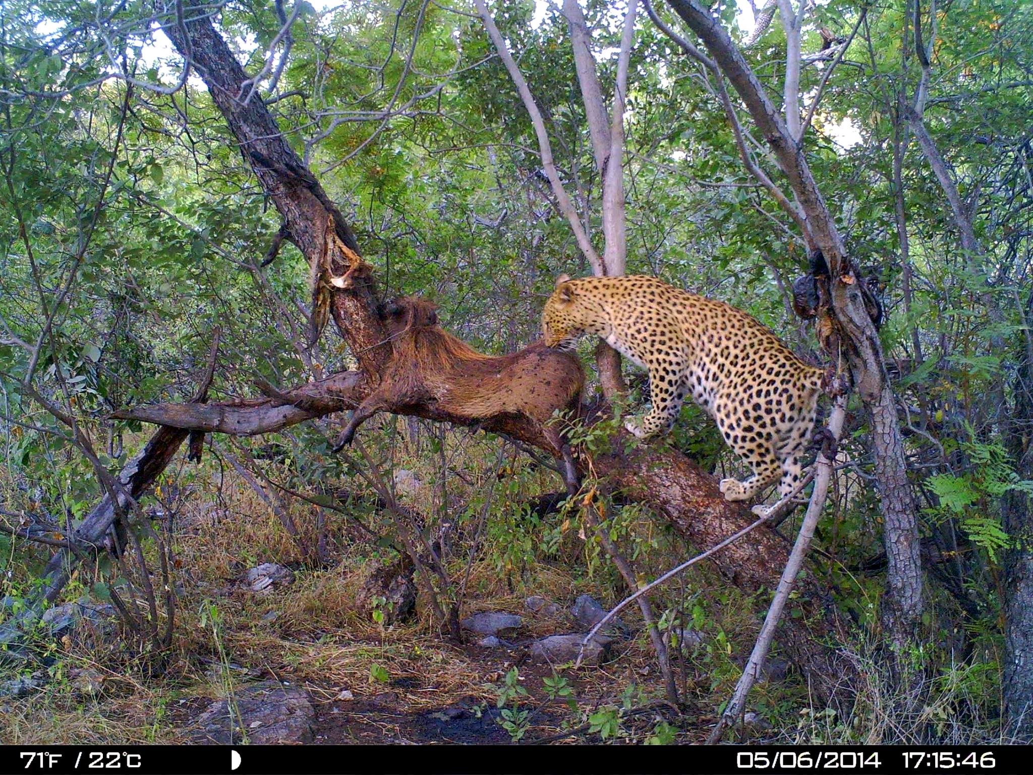 Leopard-on-the-bait.jpg