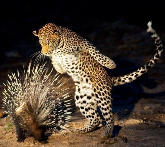 leopard-porcupine.jpg