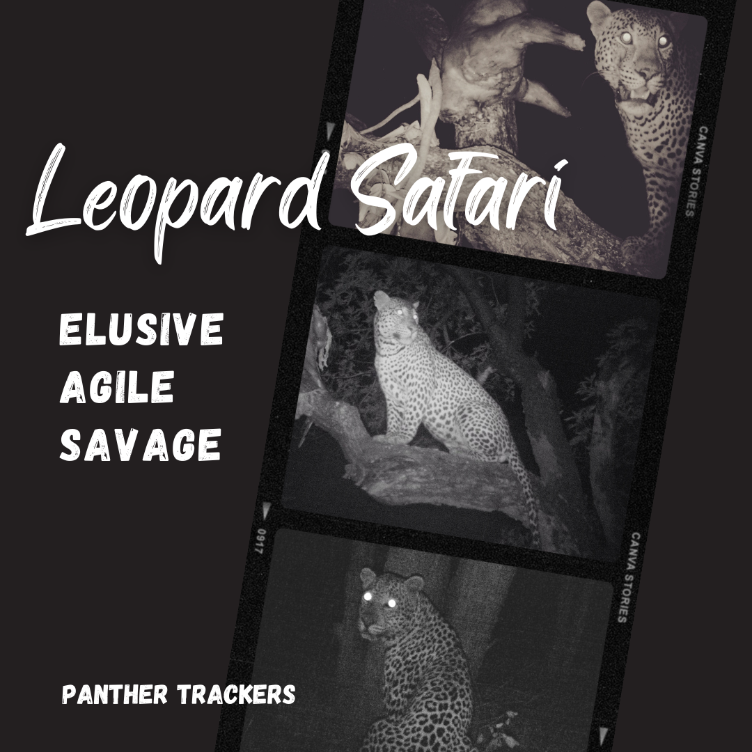 Leopard Safari - elusive agile savage Insta.png
