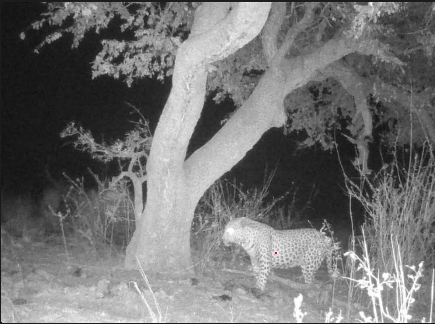 leopard shot.png