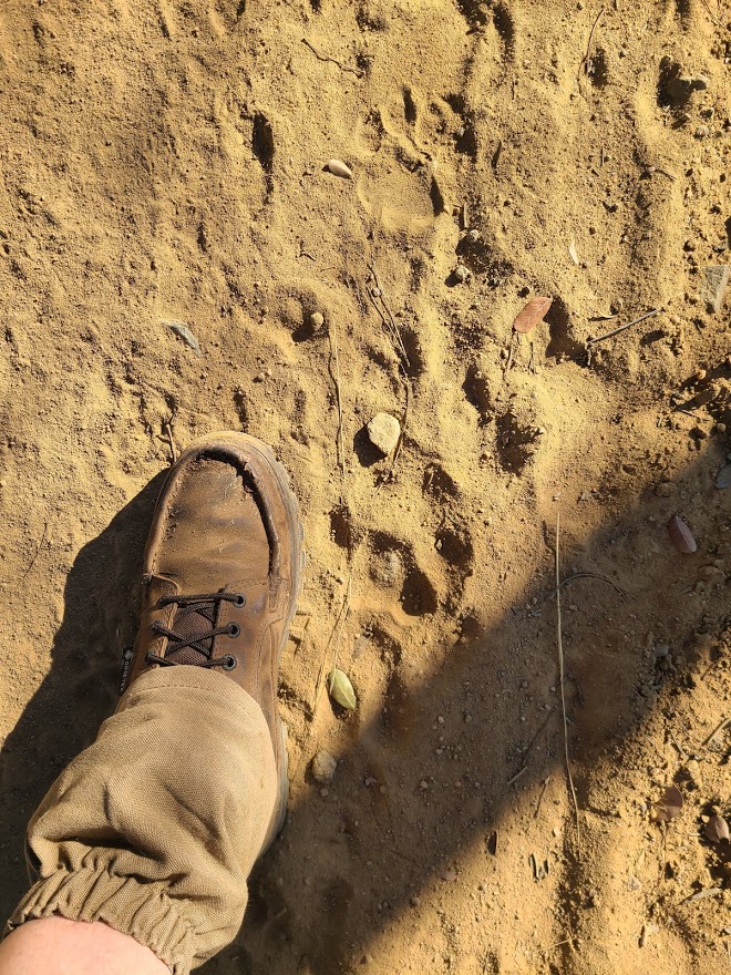 leopard track.jpg