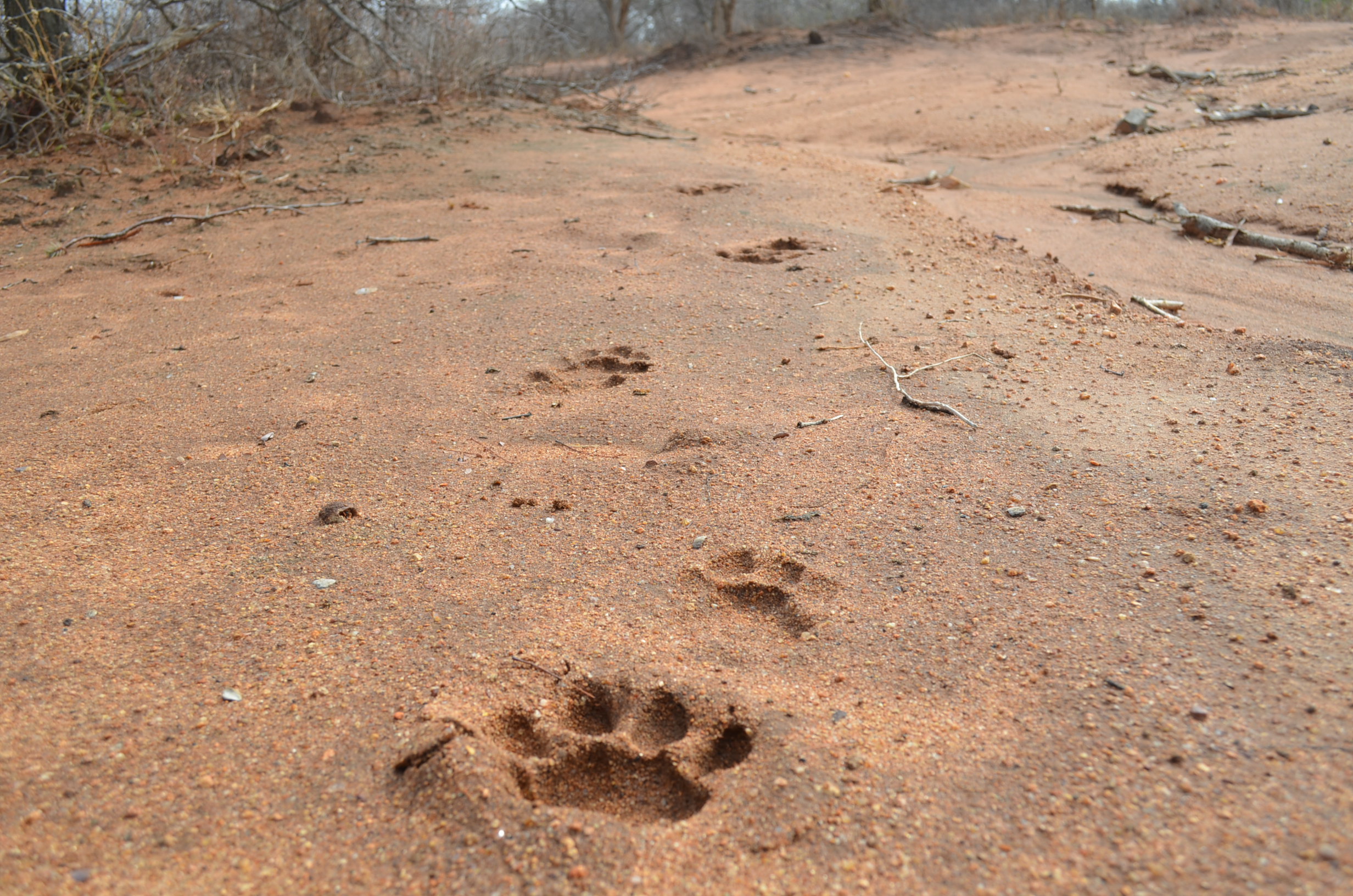 Leopard Tracks.JPG