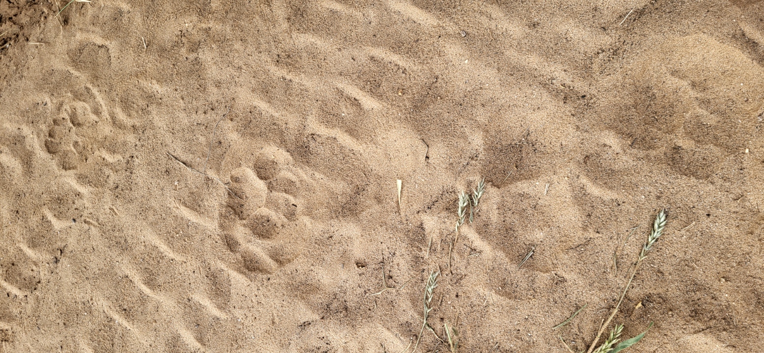 Leopard tracks.jpg