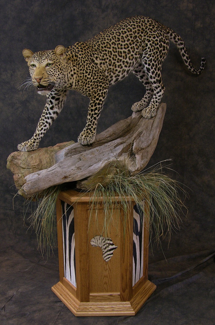 Leopard_david_1.jpeg