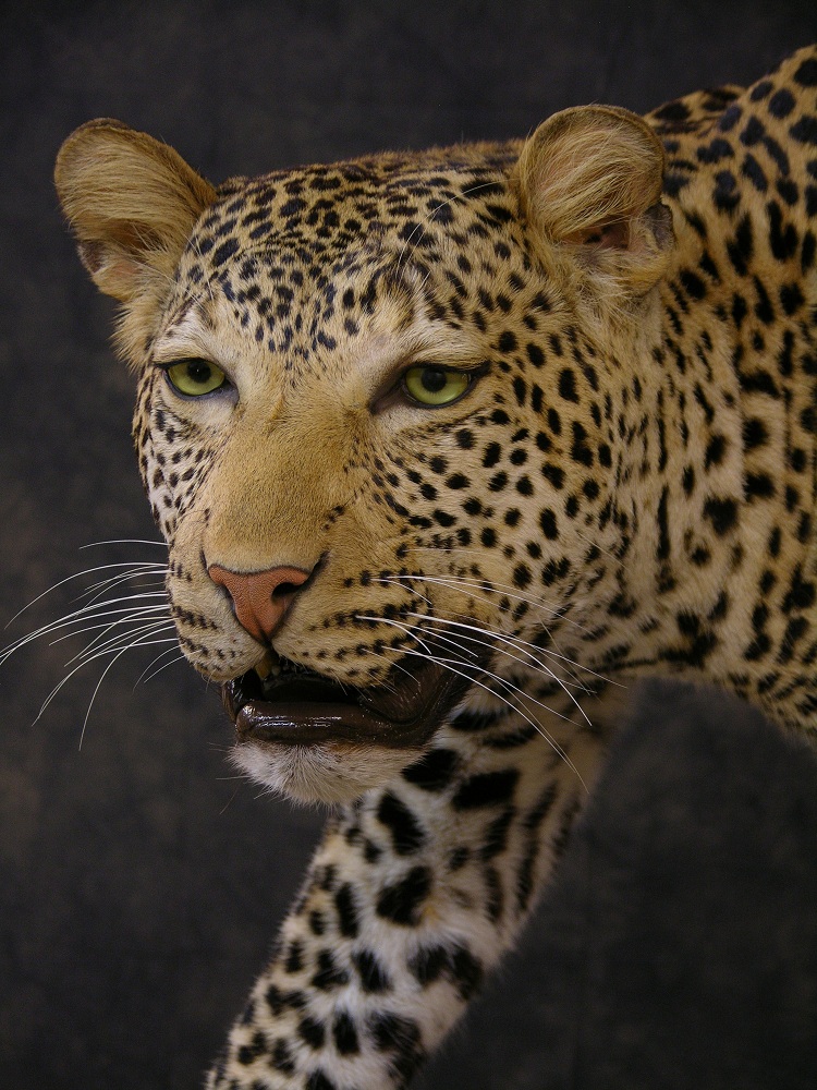 Leopard_david_2.jpeg