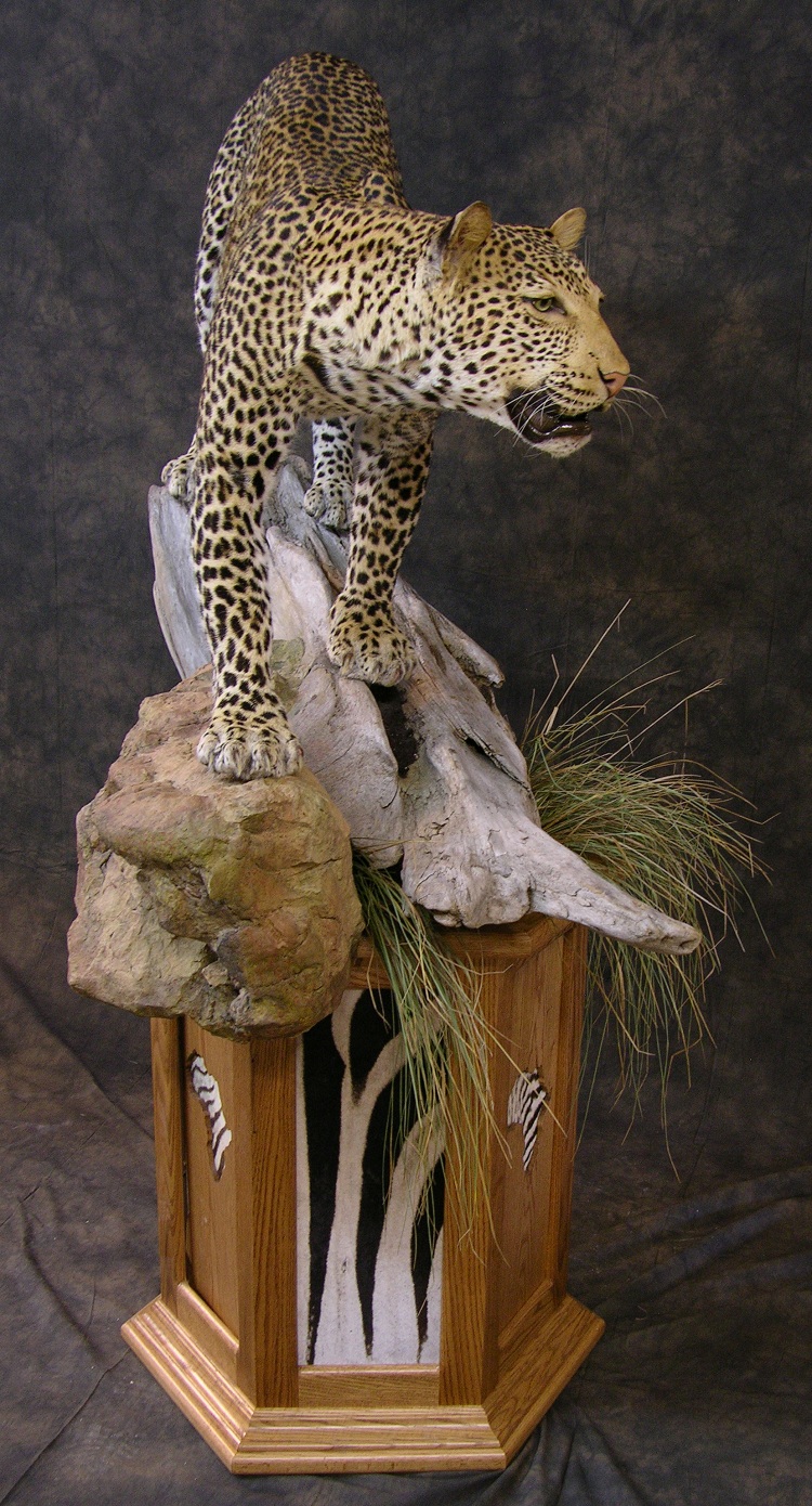 Leopard_david_3.jpeg
