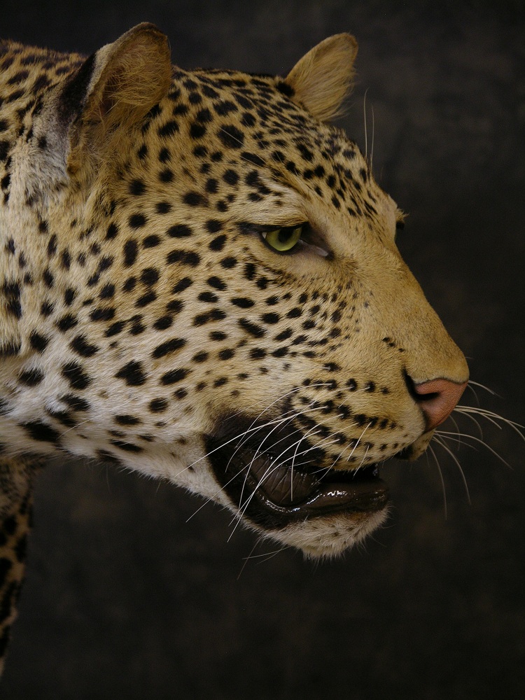 Leopard_david_4.jpeg