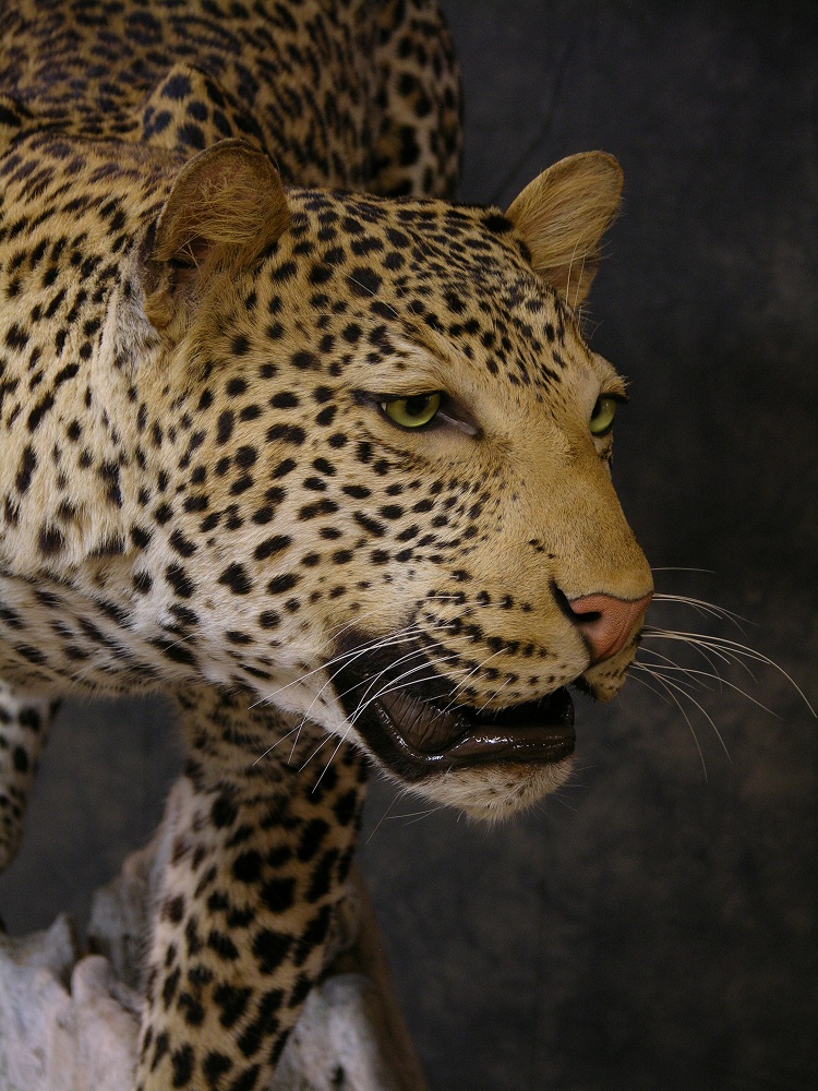 Leopard_david_8.jpeg