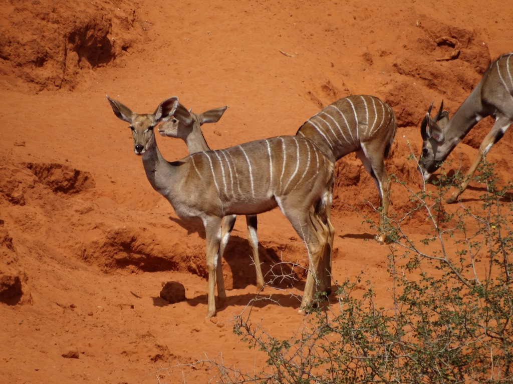 lesser kudu (11).JPG