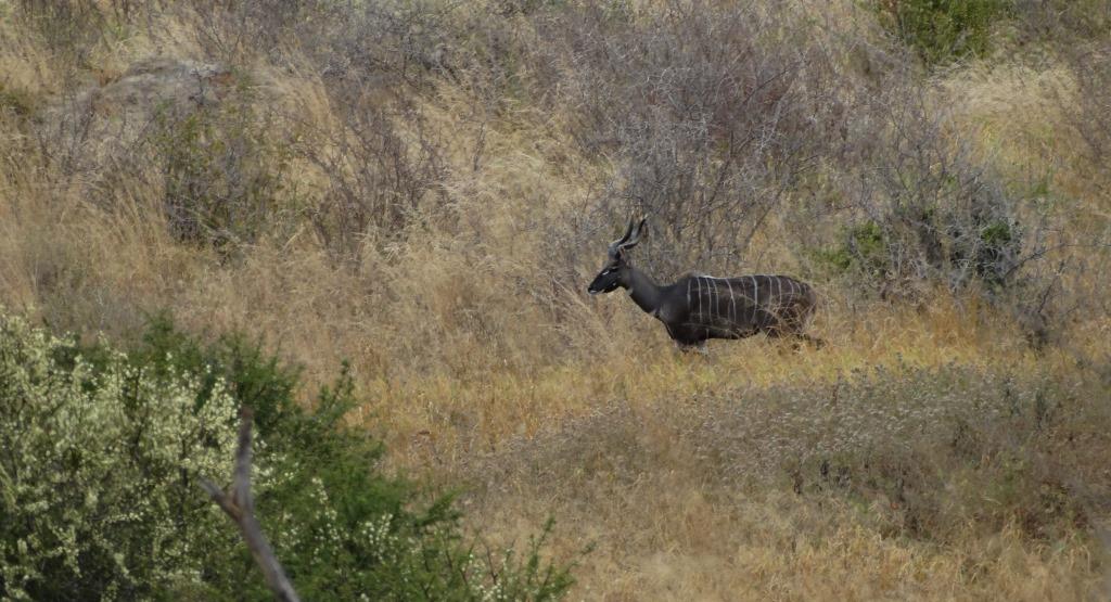 lesser kudu (14).JPG