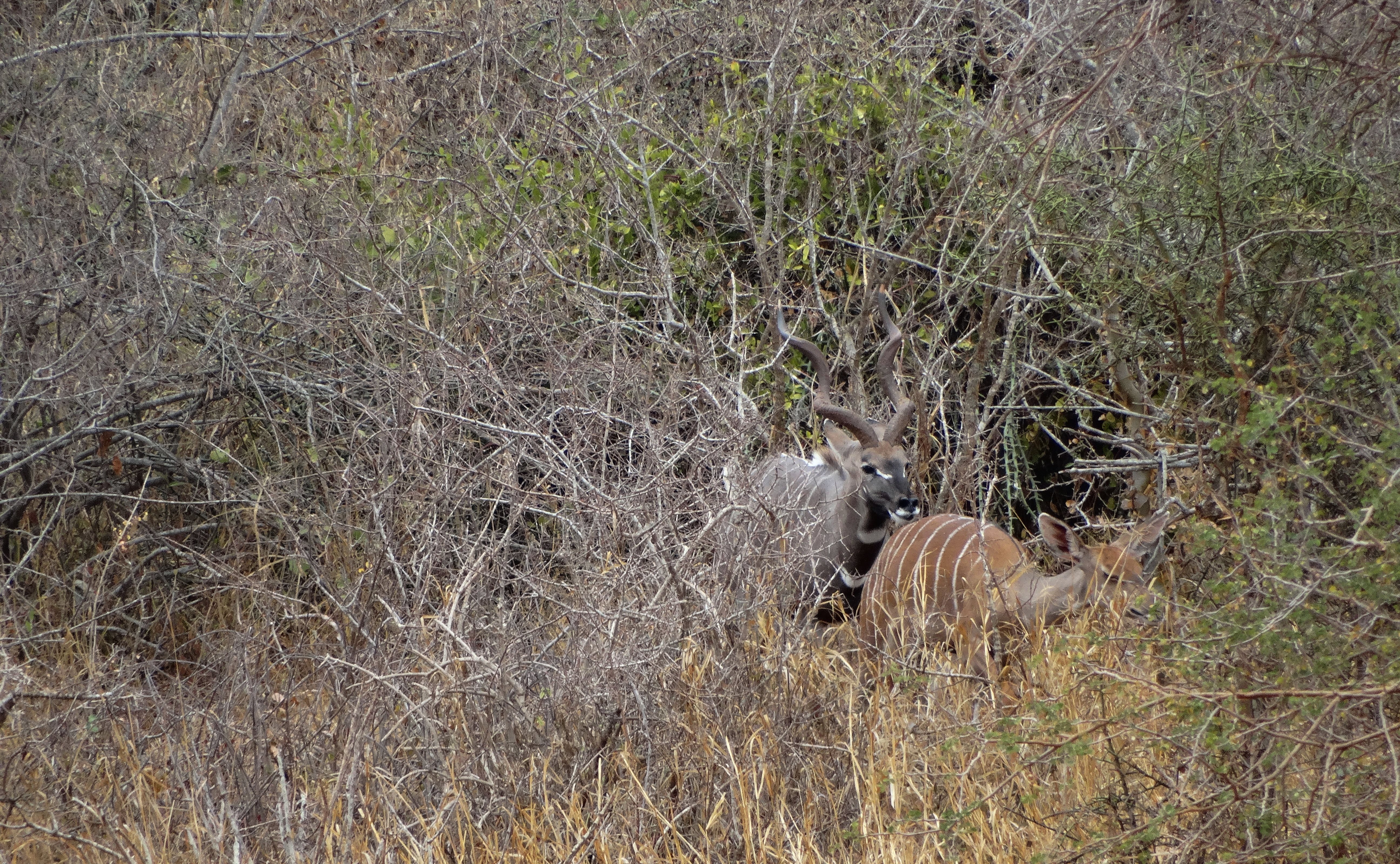 lesser kudu (16).JPG