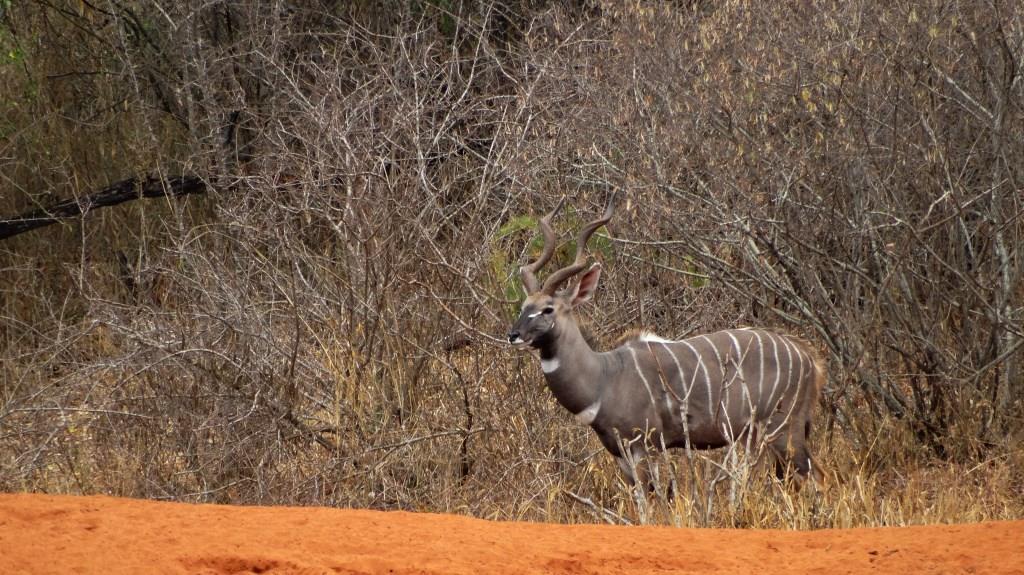 lesser kudu (17).JPG