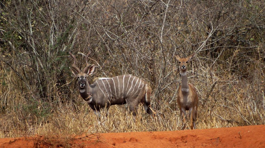 lesser kudu (19).JPG