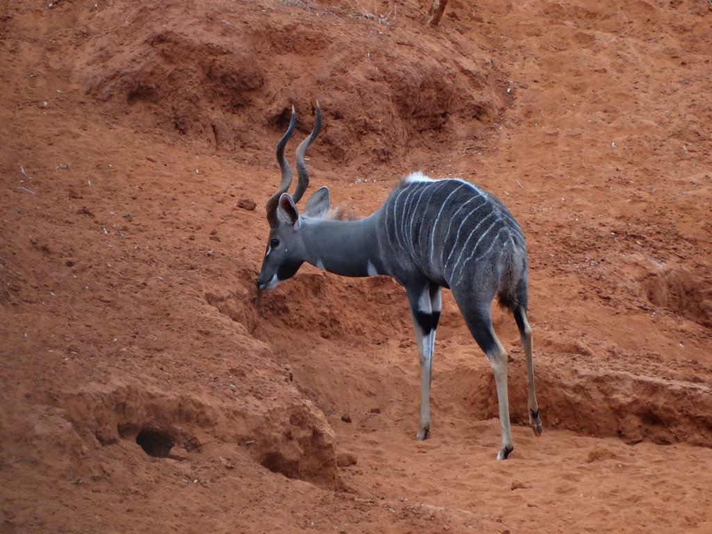 lesser kudu (21).JPG