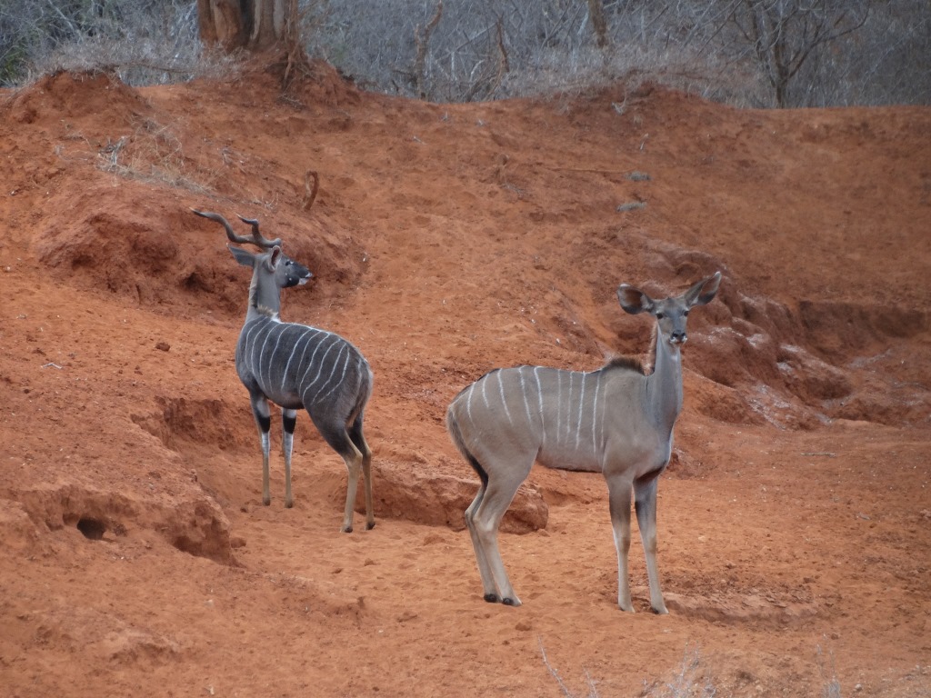 lesser kudu (23).JPG