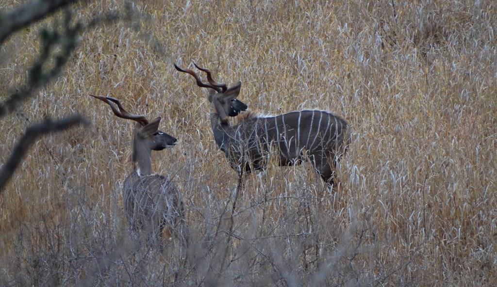 lesser kudu (24).JPG