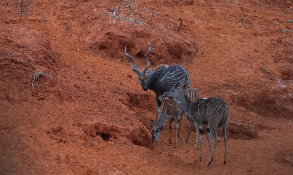 lesser kudu (25).JPG