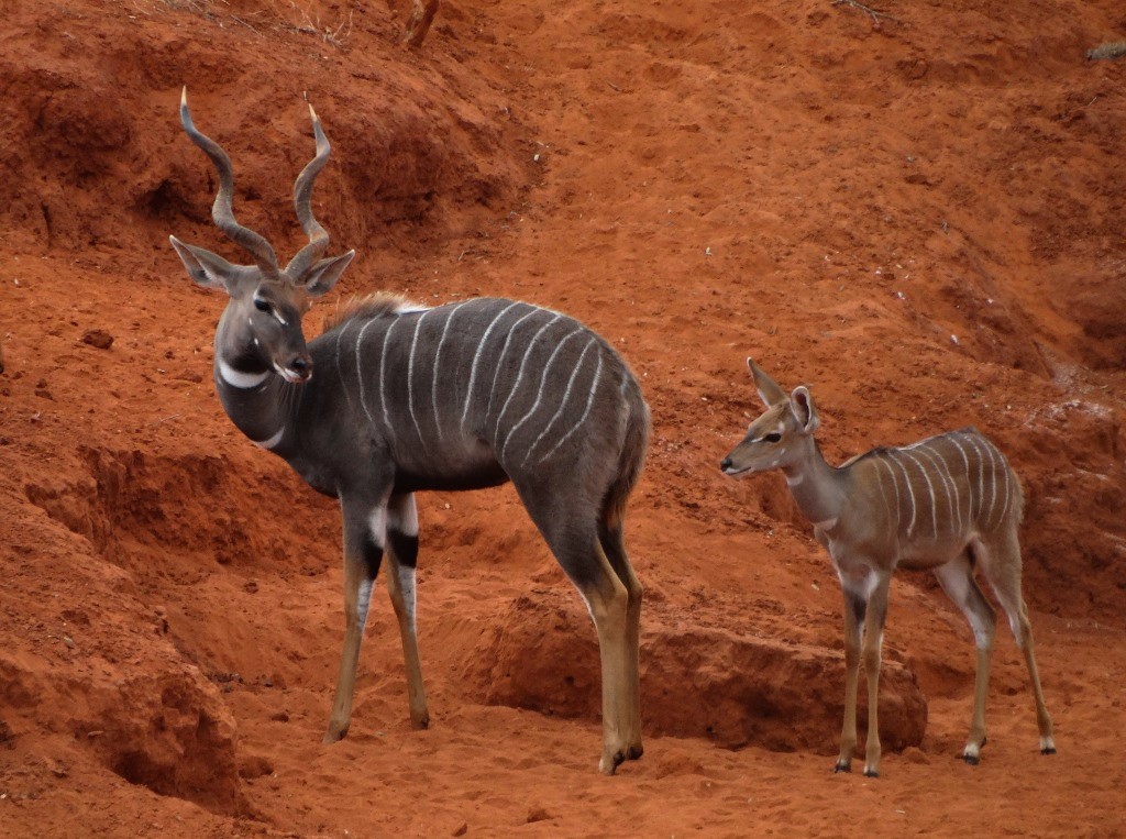 lesser kudu (26).JPG