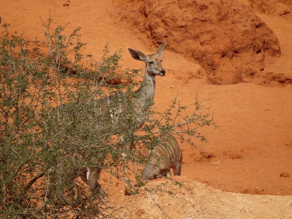 lesser kudu (3).JPG