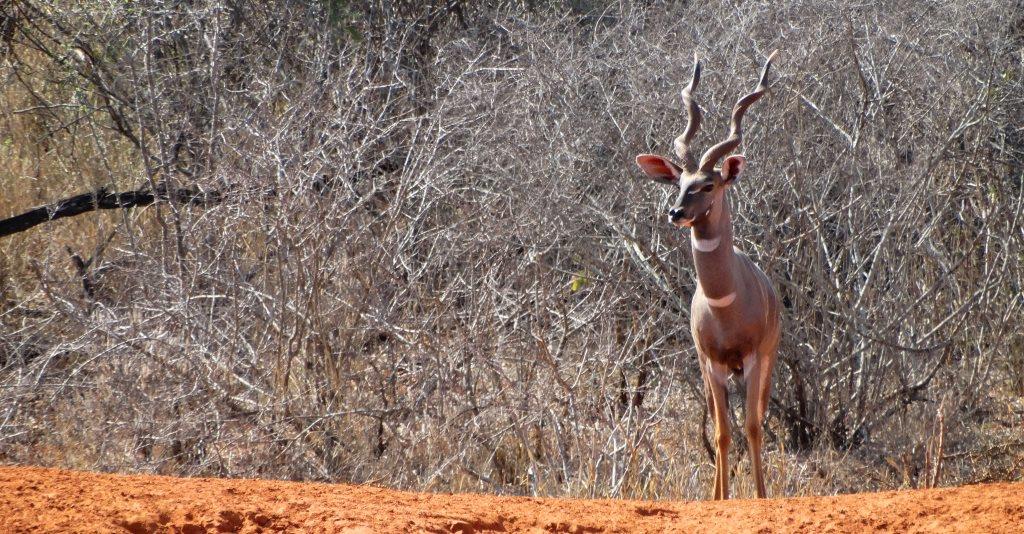 lesser kudu (30).JPG