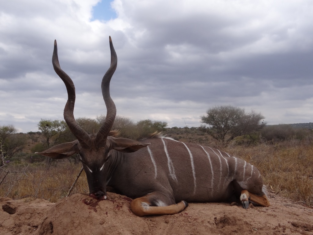 lesser kudu (31).JPG