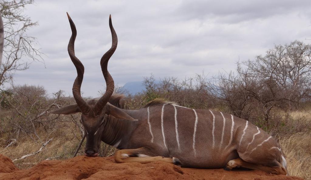 lesser kudu (34).JPG