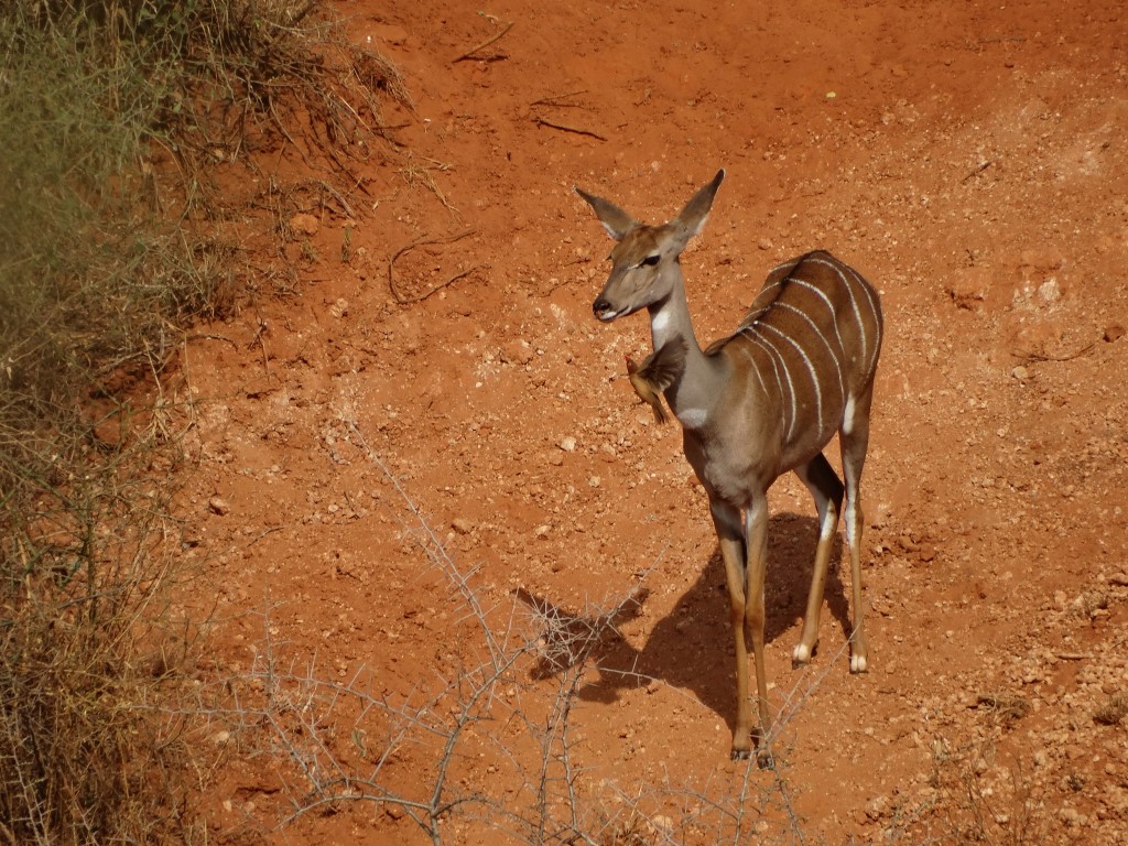 lesser kudu (4).JPG