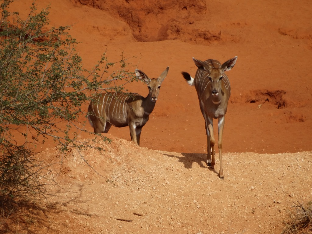 lesser kudu (5).JPG