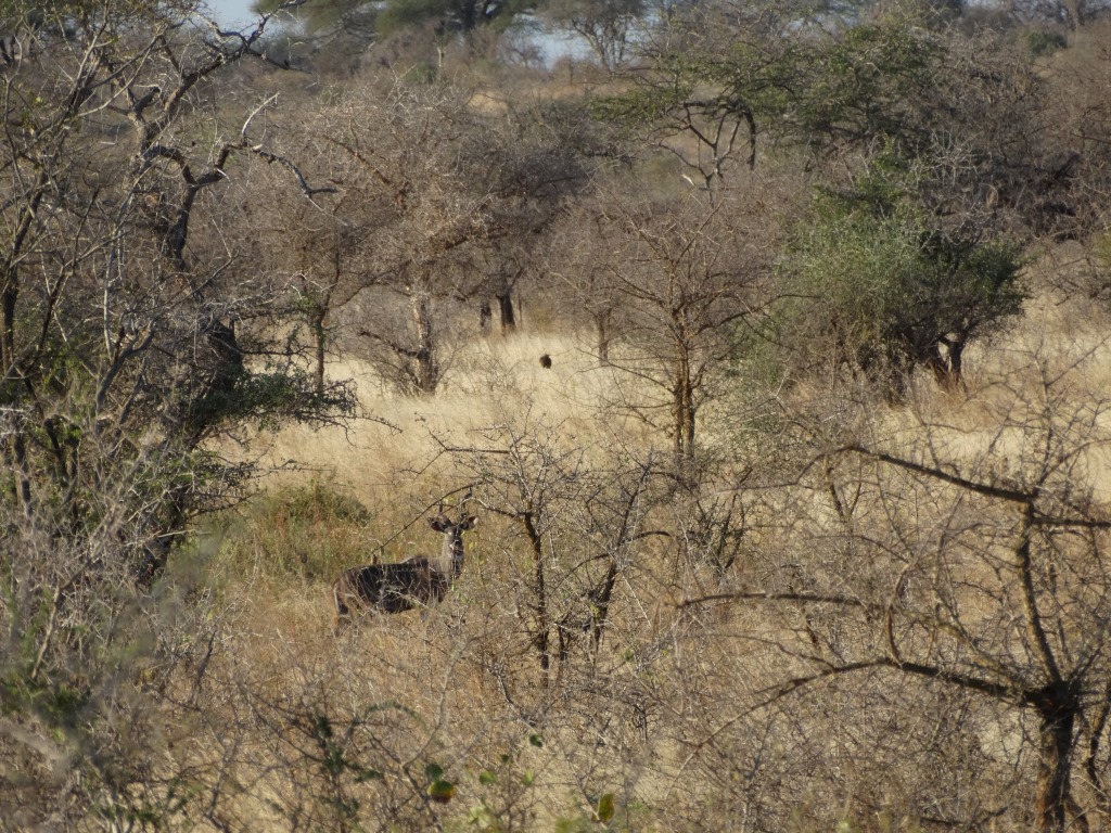 lesser kudu (6).JPG