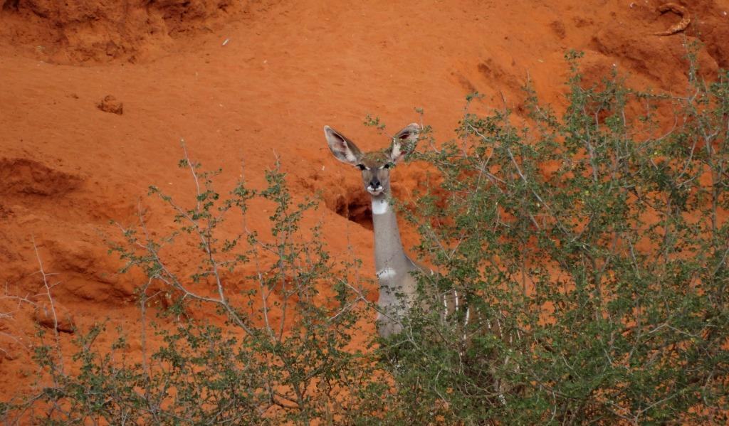 lesser kudu (8).JPG