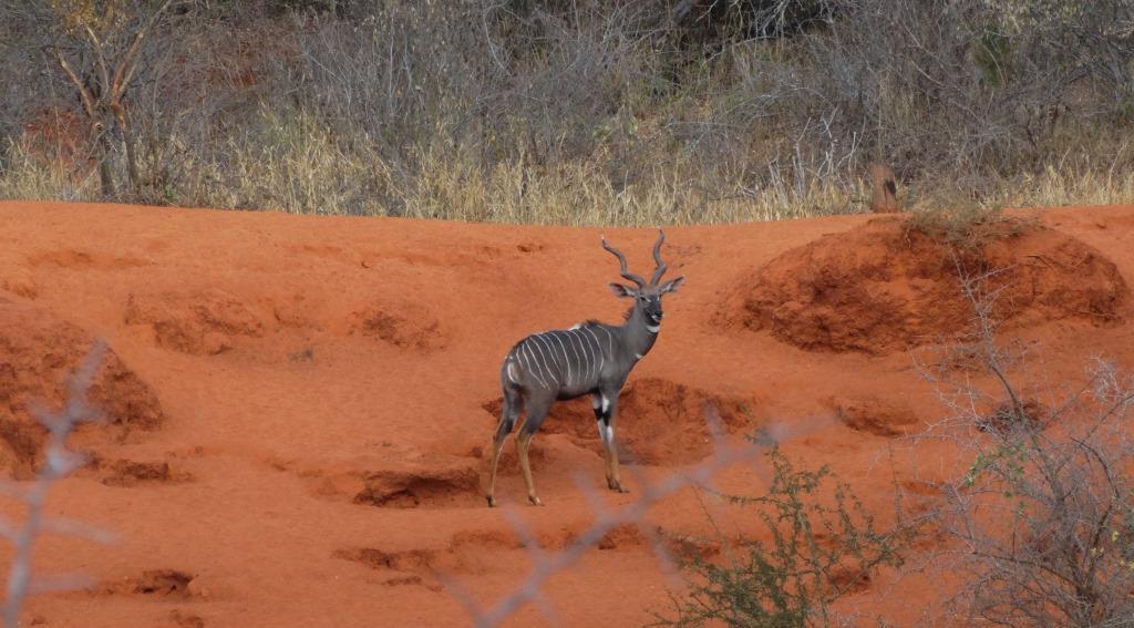 lesser kudu.JPG