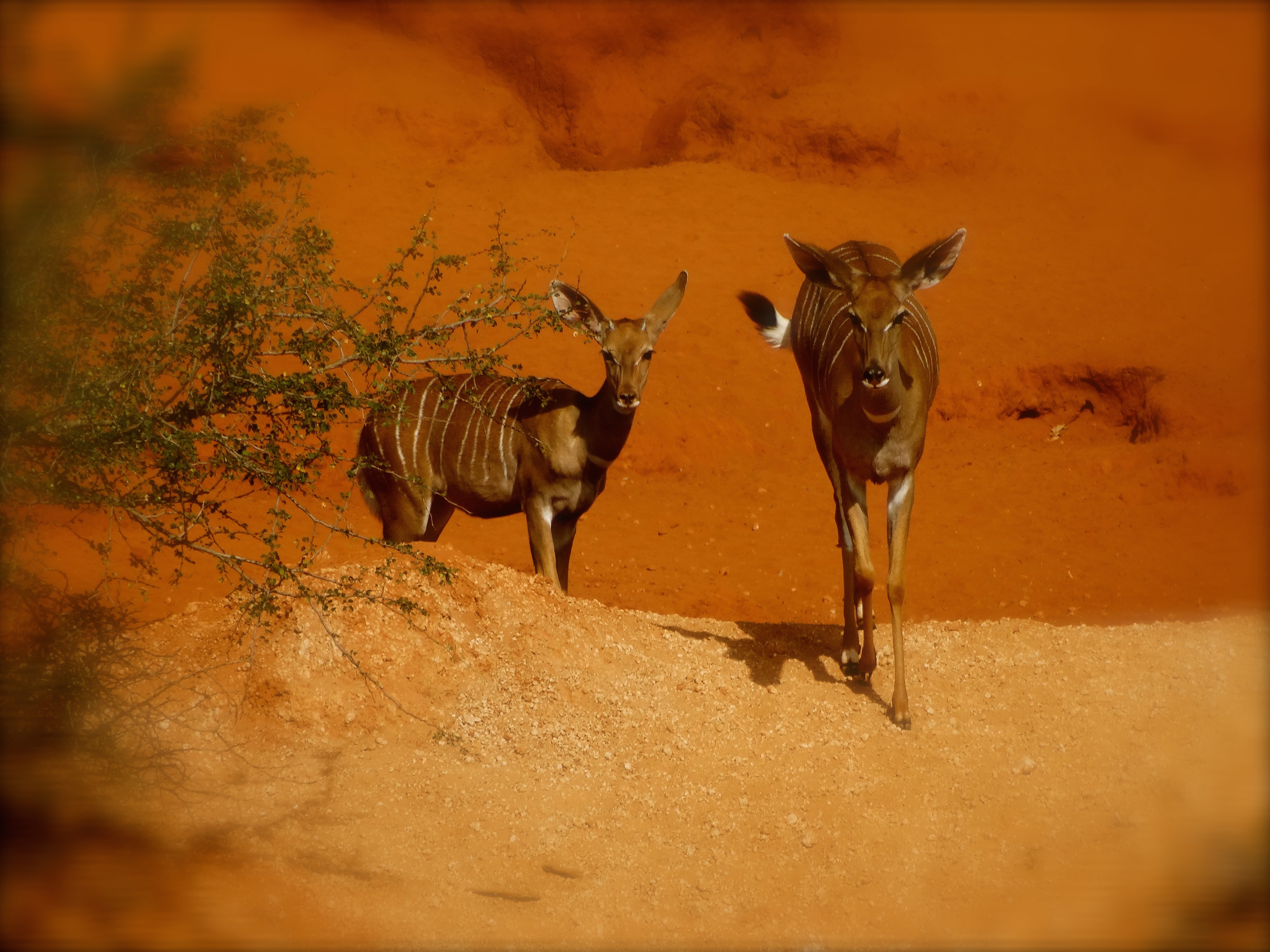 lesser kudu2.JPG
