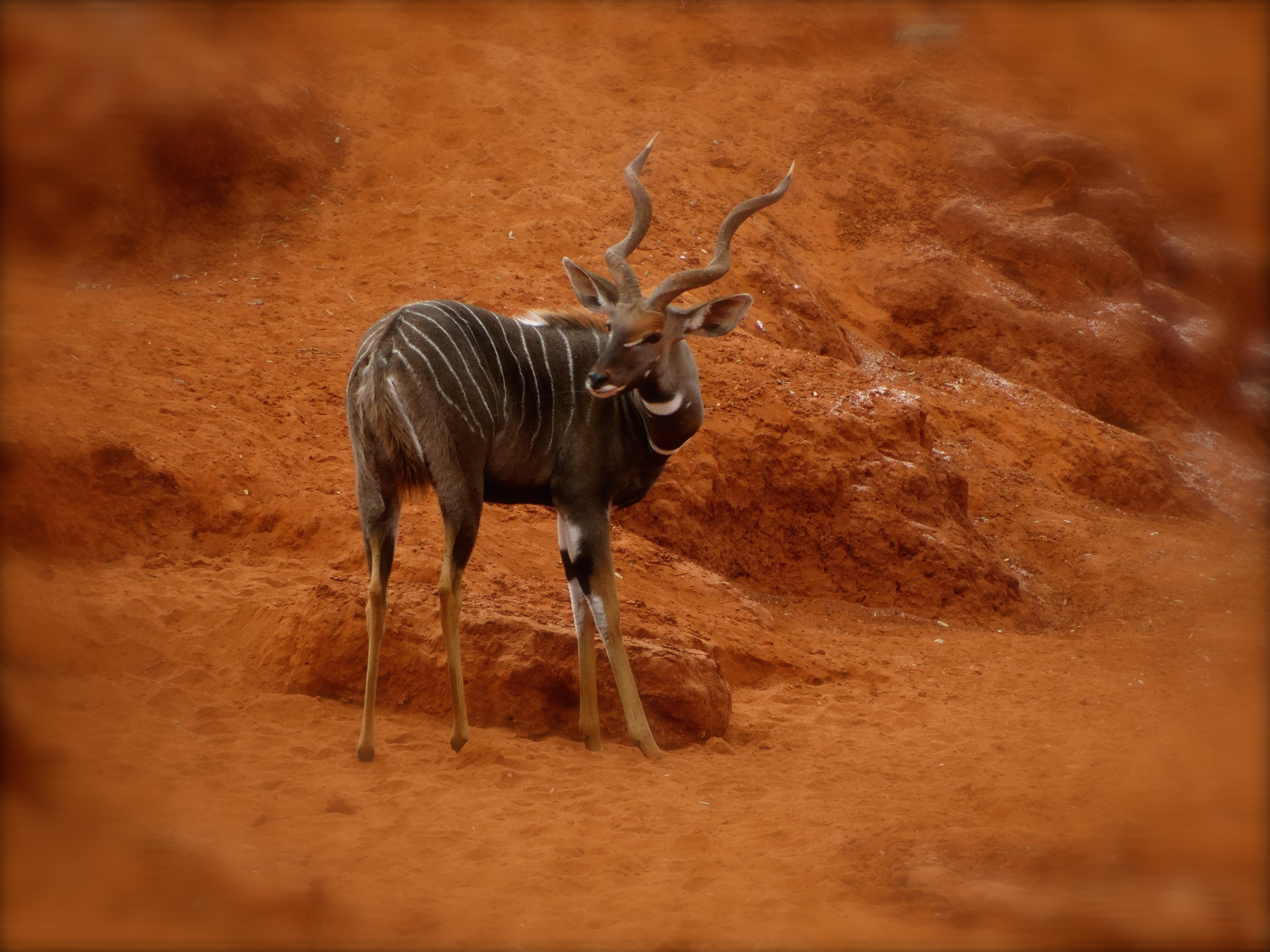lesser kudu4.JPG